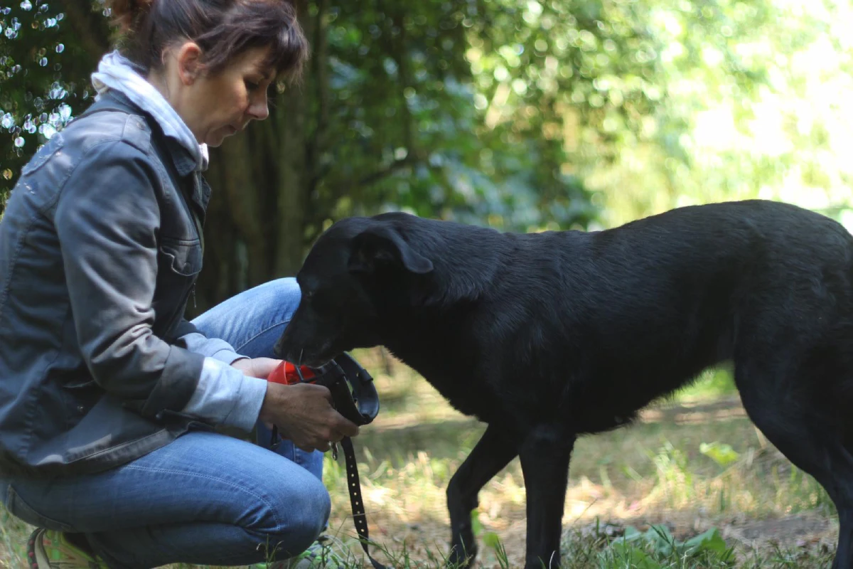 Animanl University - (Ré)éducation comportementale du chien