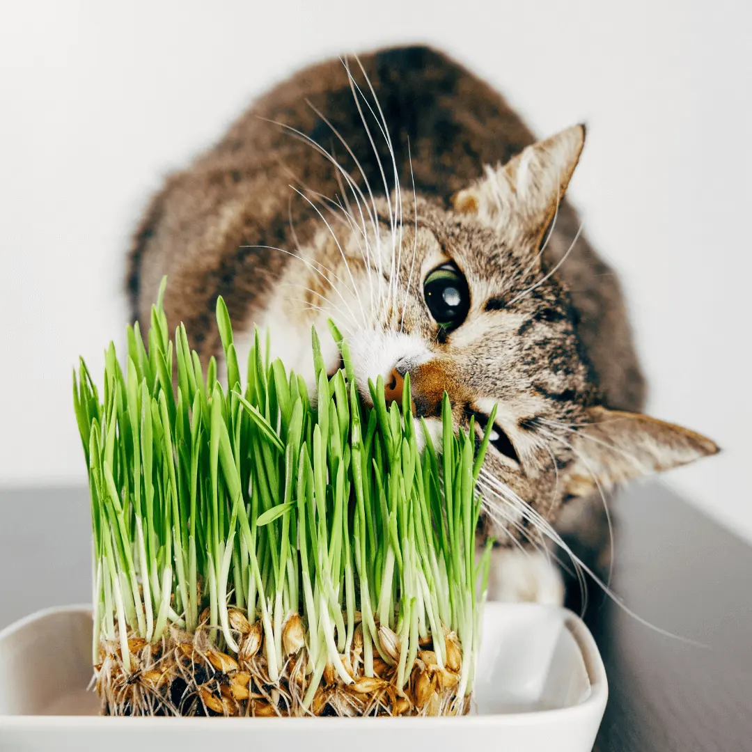 Animal University - Herbe à chat et cataire, quelles différences ?