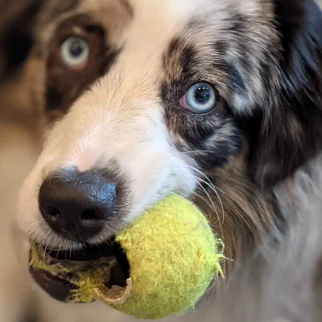 Animal University - Le bon usage de la balle