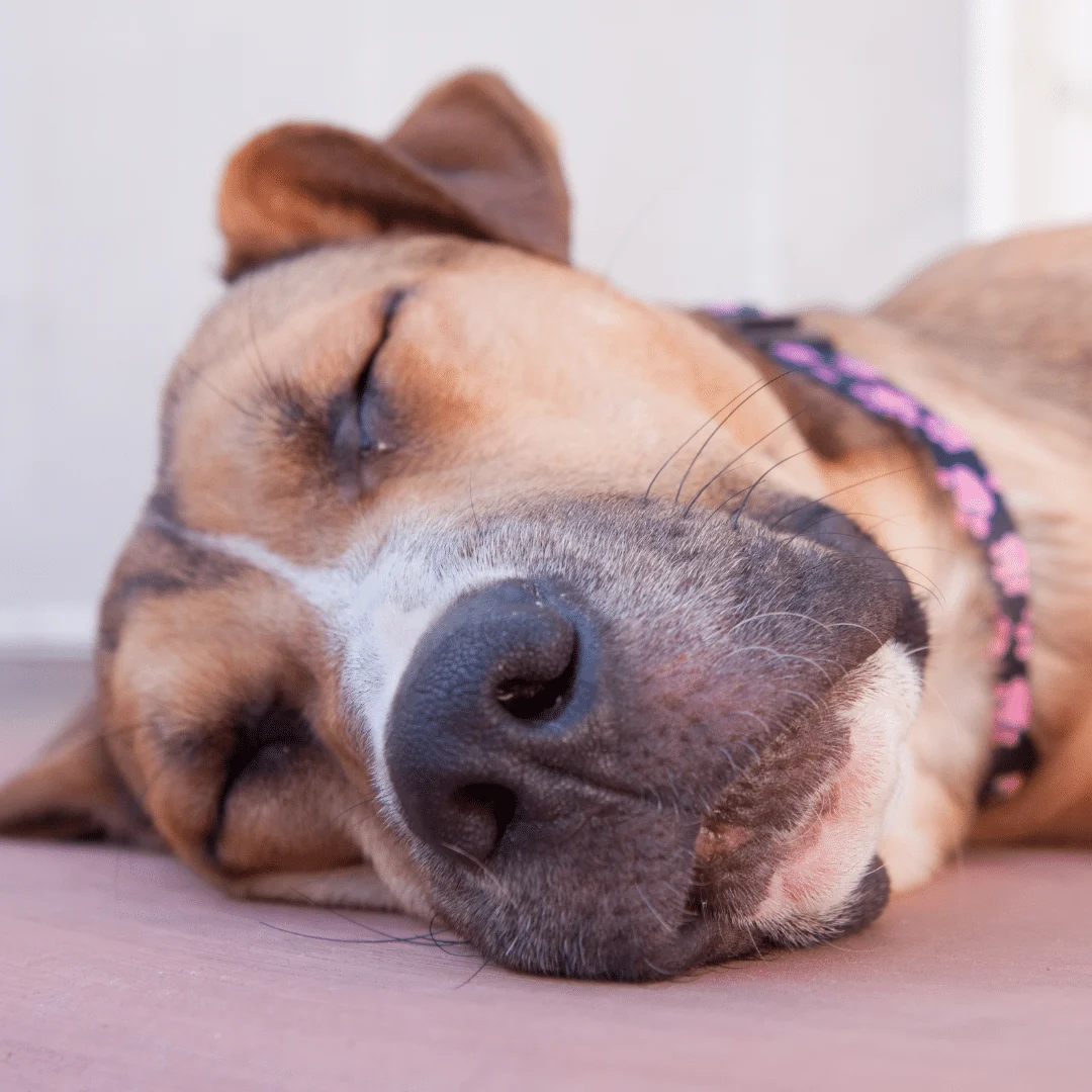 Animal University - Les chiens rêvent-ils ?