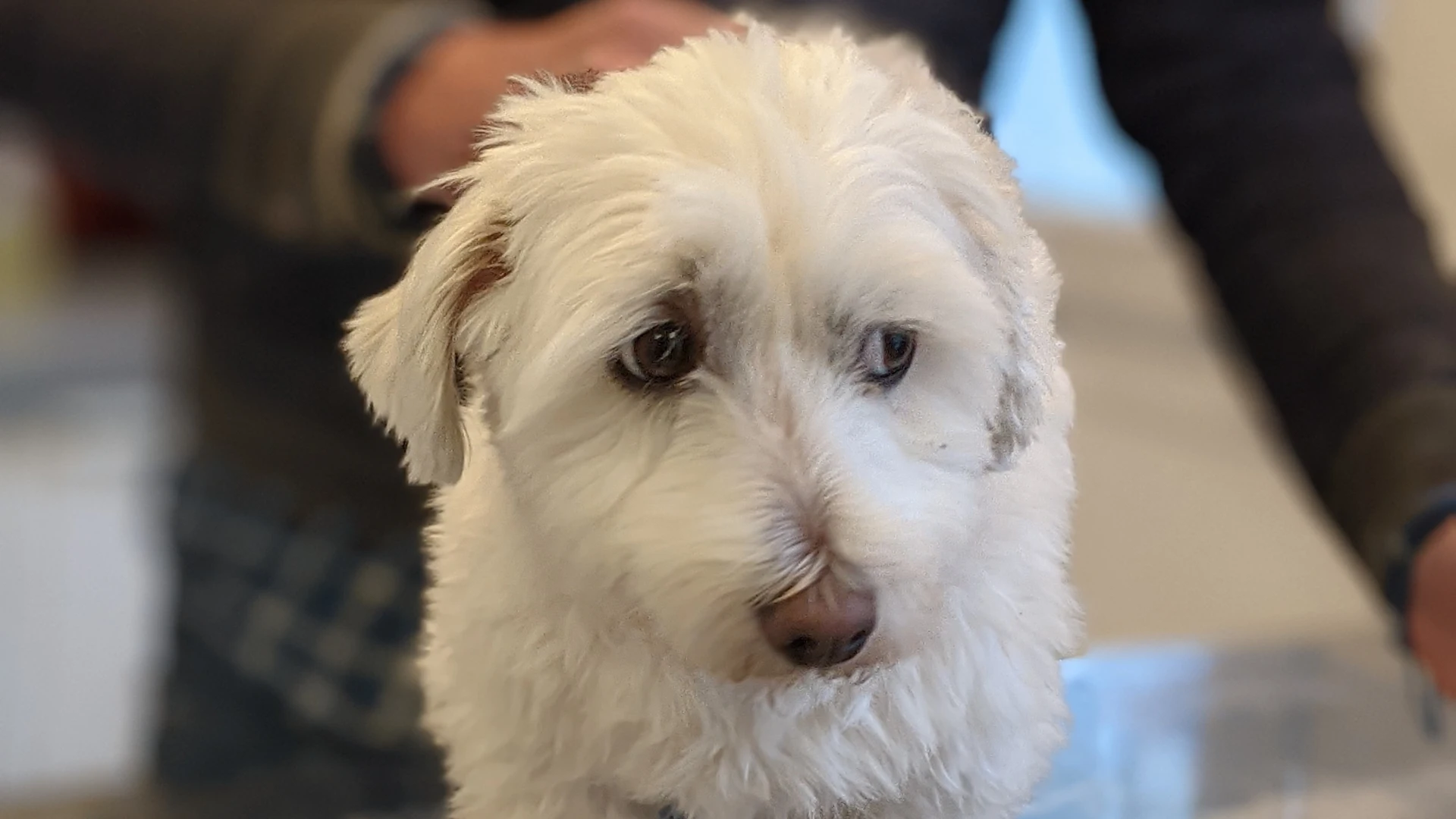 Animal University - Petit chien blanc aux poils bouclés observé de près, avec une personne en arrière-plan