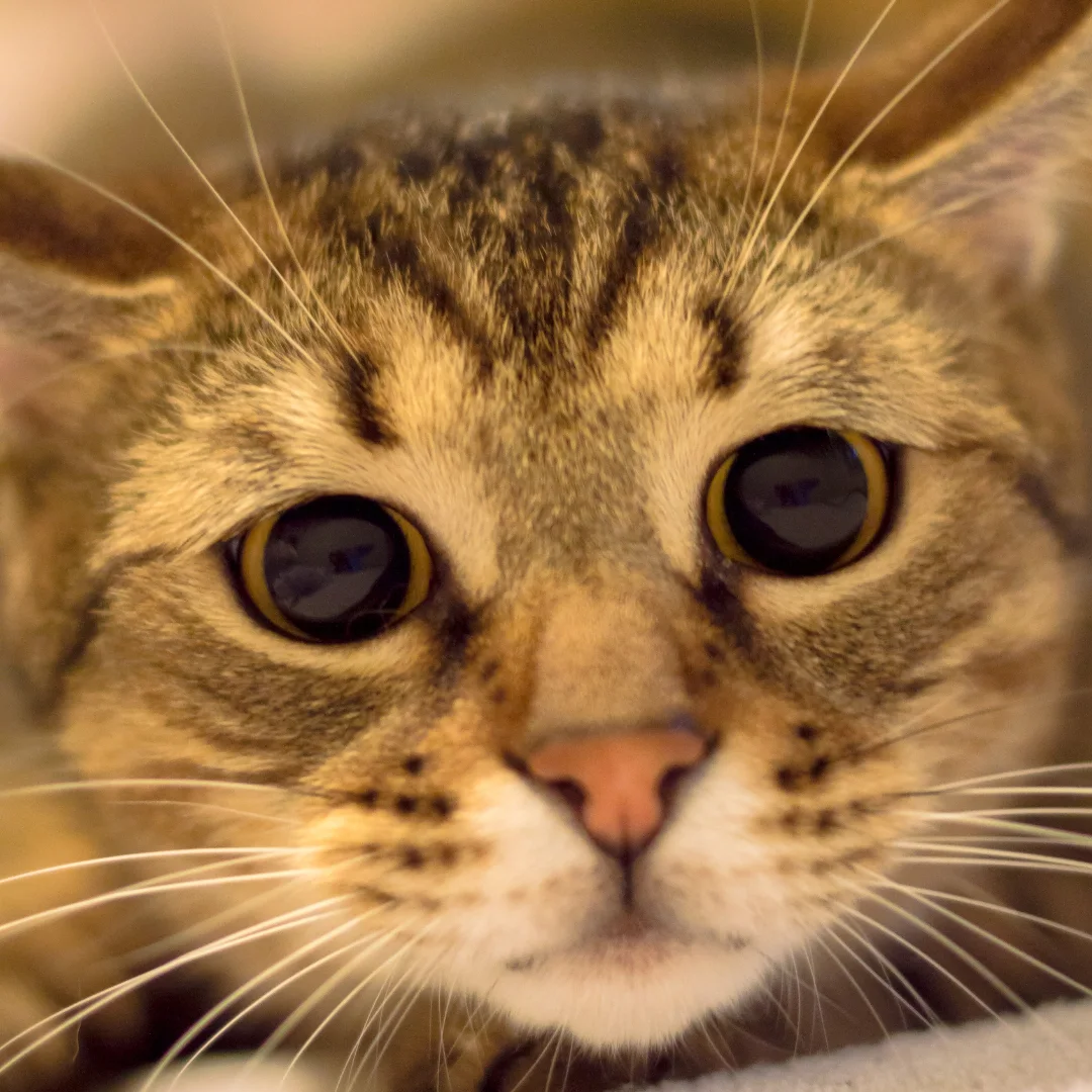 Animal University - Pourquoi les chats remuent-ils l'arrière-train avant de bondir ?
