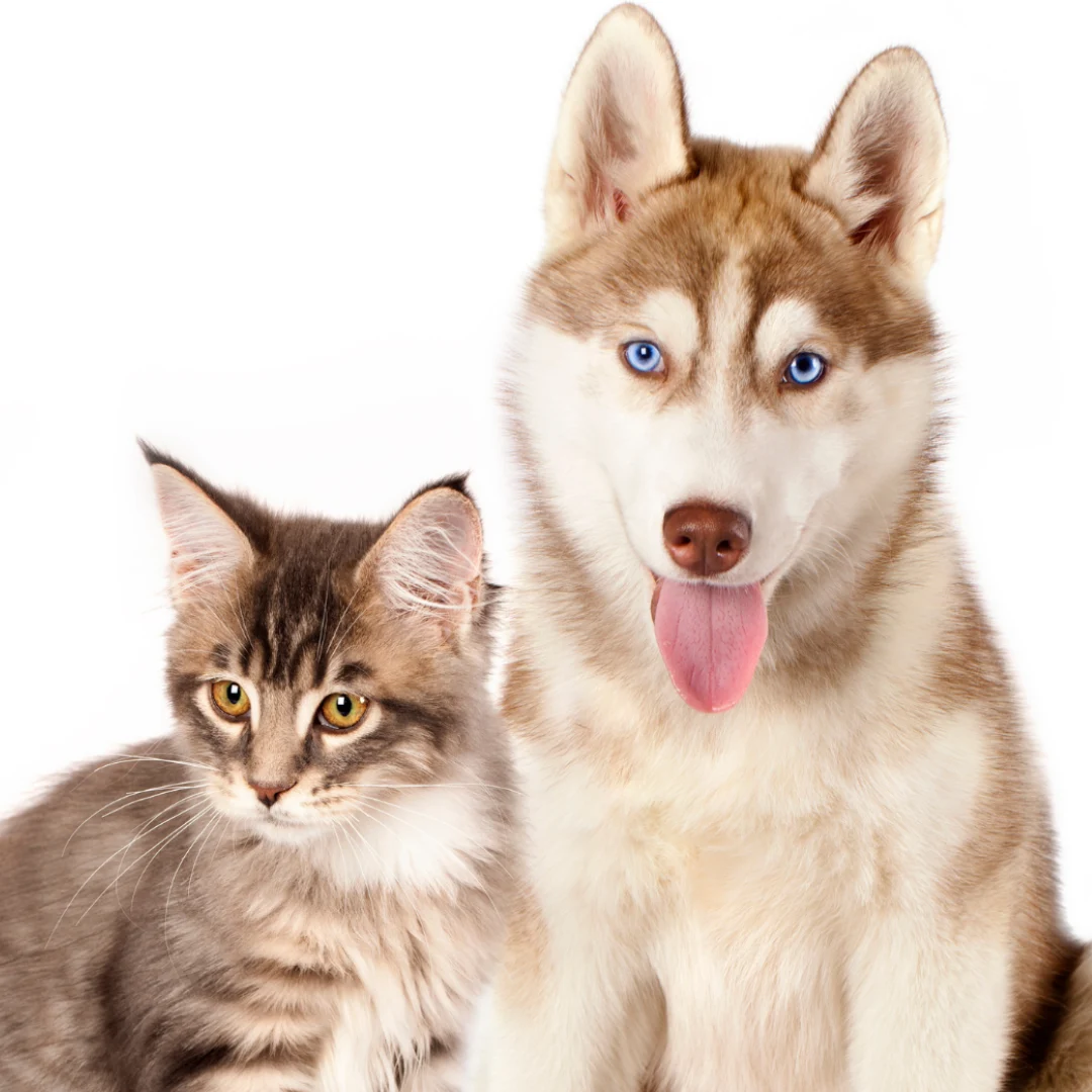 Animal University - Le principe de parcimonie