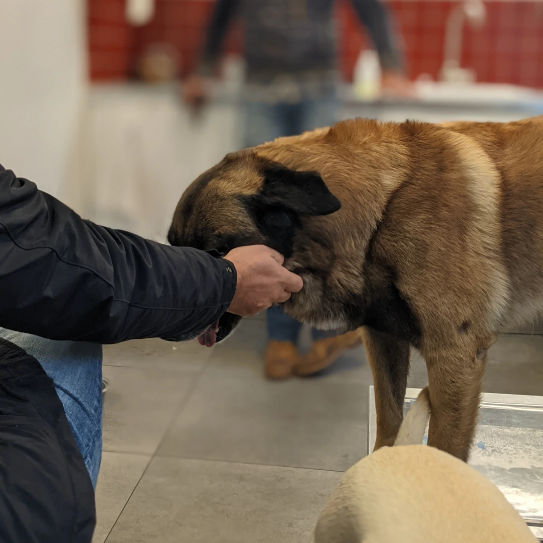 Animal University - Victime, bourreau, sauveur