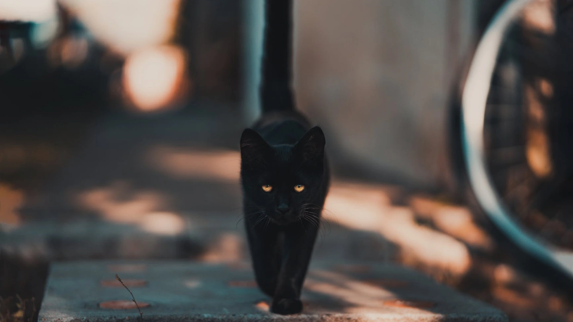 Animal University - Chat noir aux yeux dorés marchant avec assurance sur un chemin urbain