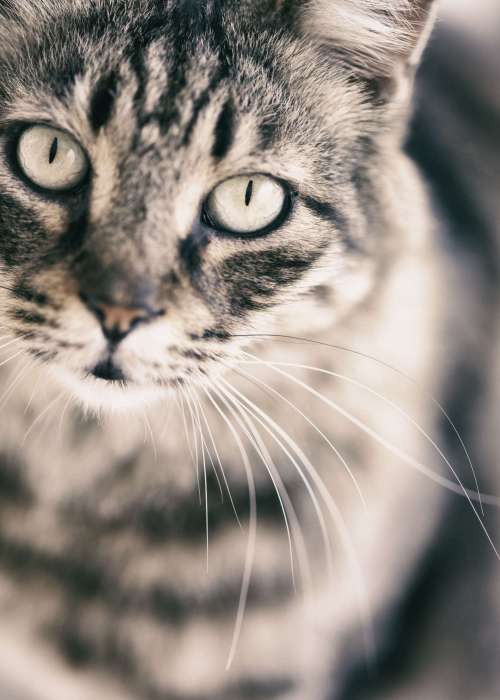 Portrait of a Cat.