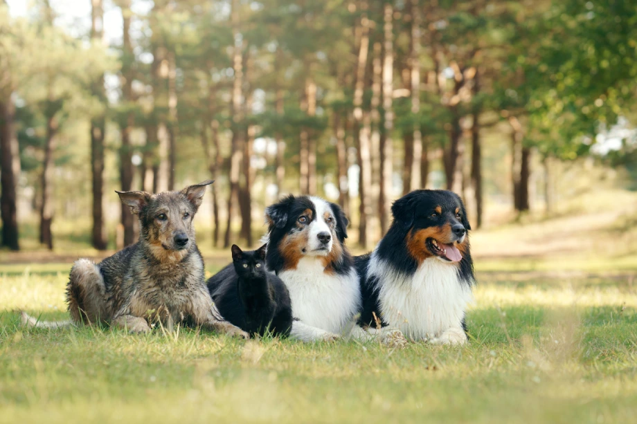 Animal University – Notre équipe
