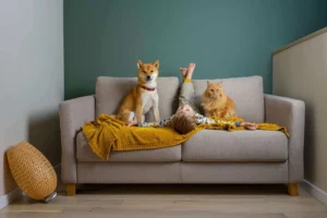 Animal University - Enfant allongé sur un canapé avec un chien Shiba Inu et un chat, illustrant l’actualisation des connaissances ACACED