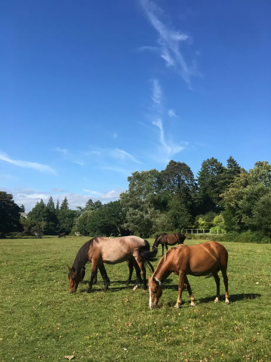 Chevaux en pâturage pour illustrer la formation en éthologie appliquée
