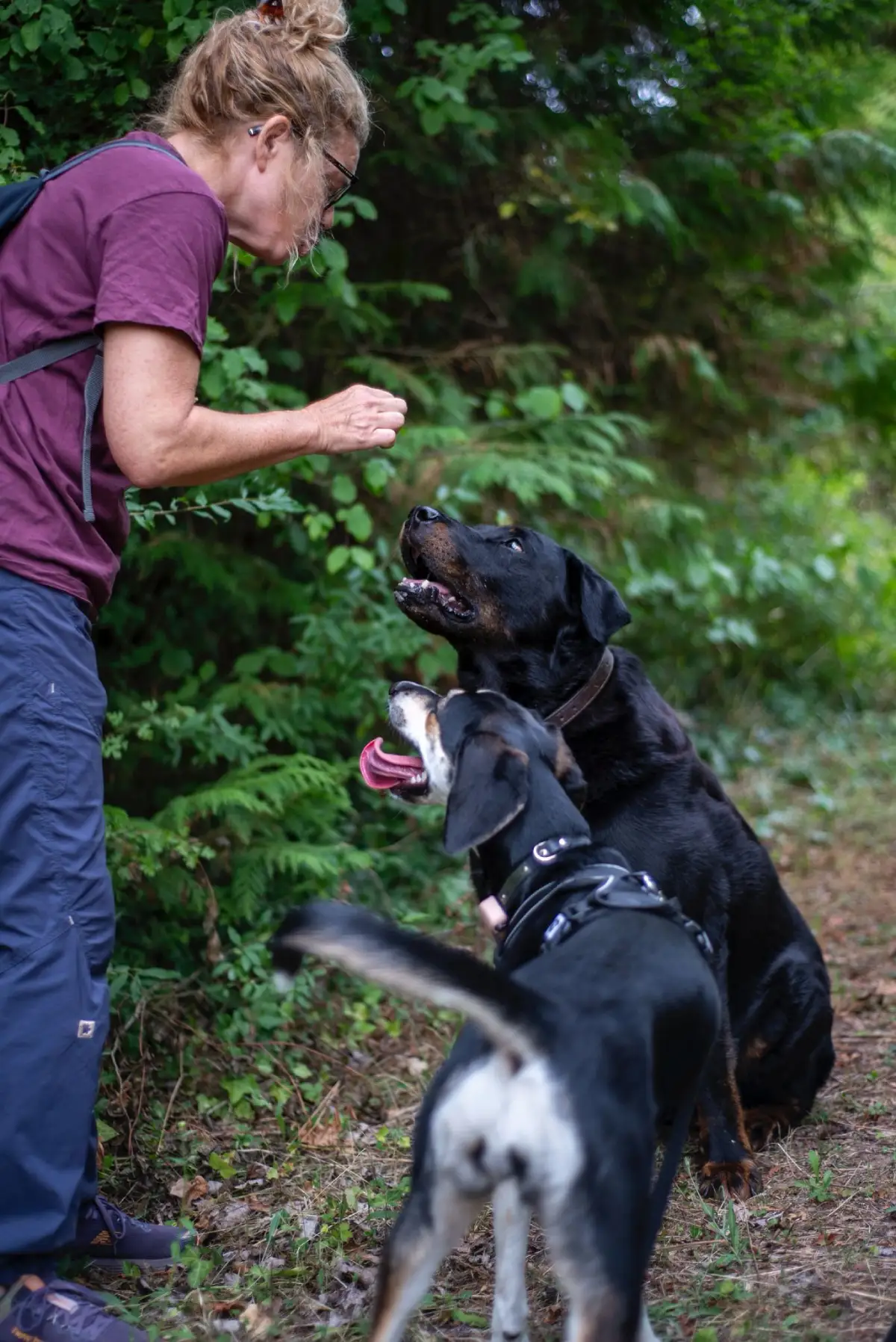 Animal University - educateur canin, comportementaliste, intervenant en médiation animale