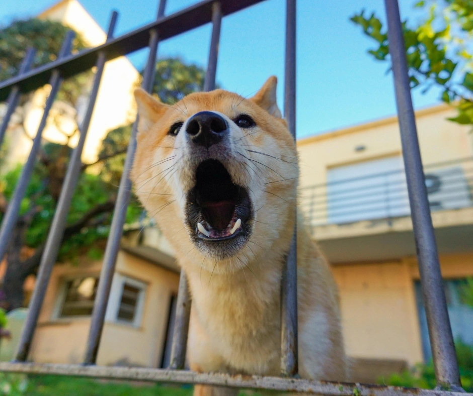 Animal University - Entreprises et institutions Des formations pensées pour vous !