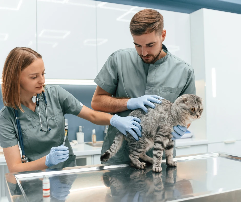 Animal University - Vétérinaires et auxiliaires spécialisés, Formations