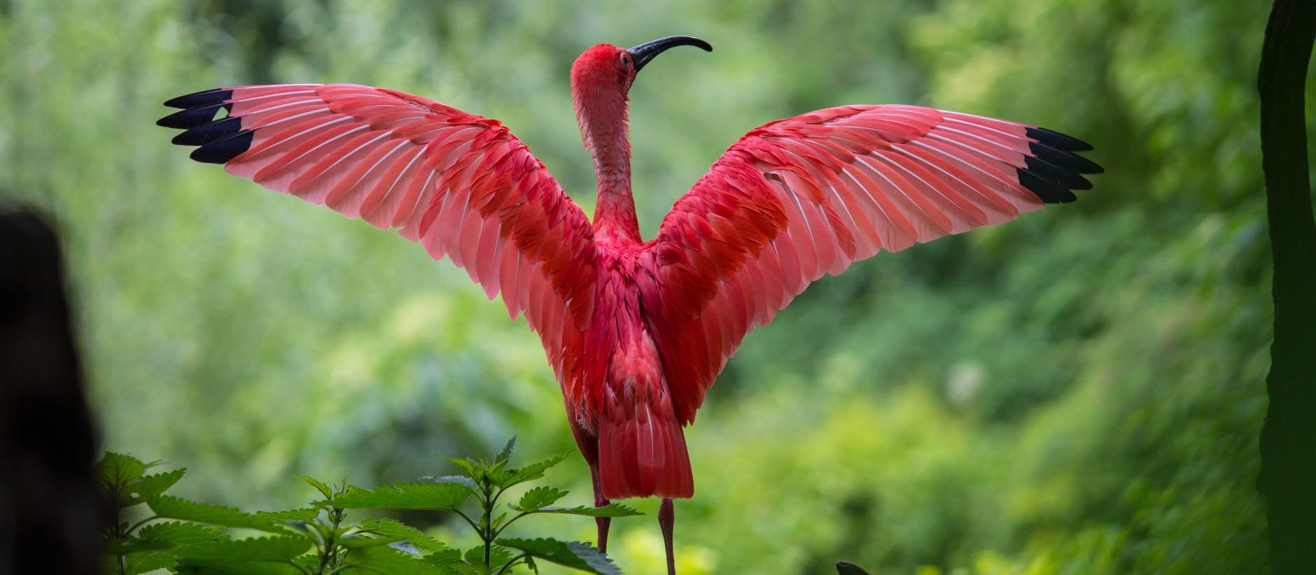ibis-bird-red-animals-158471 ibis-bird-red-animals-158471